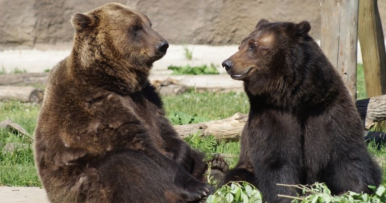 В зоопарке Ижевска готовятся ко сну бурые медведи, барсуки и еноты