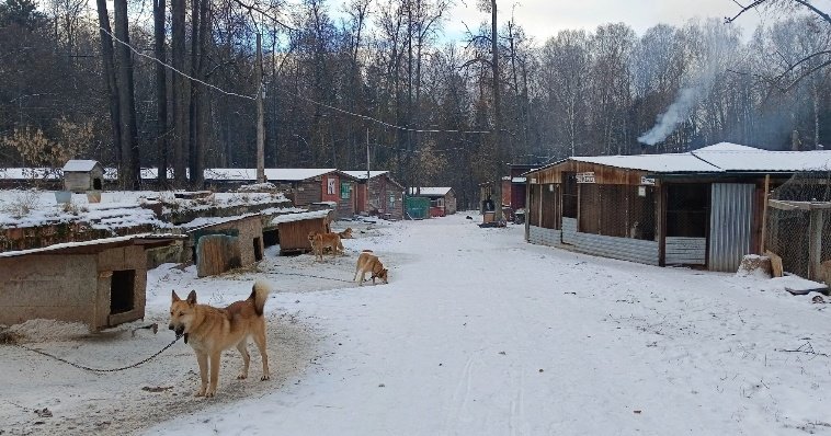 Сквозь тернии к звездам: как ижевский приют для бездомных «Кот и Пёс» борется за существование 