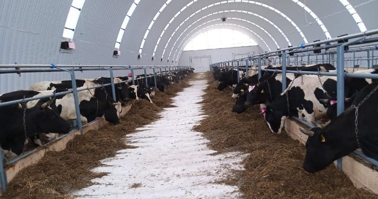 В Можгинском районе Удмуртии открыли новую животноводческую ферму 