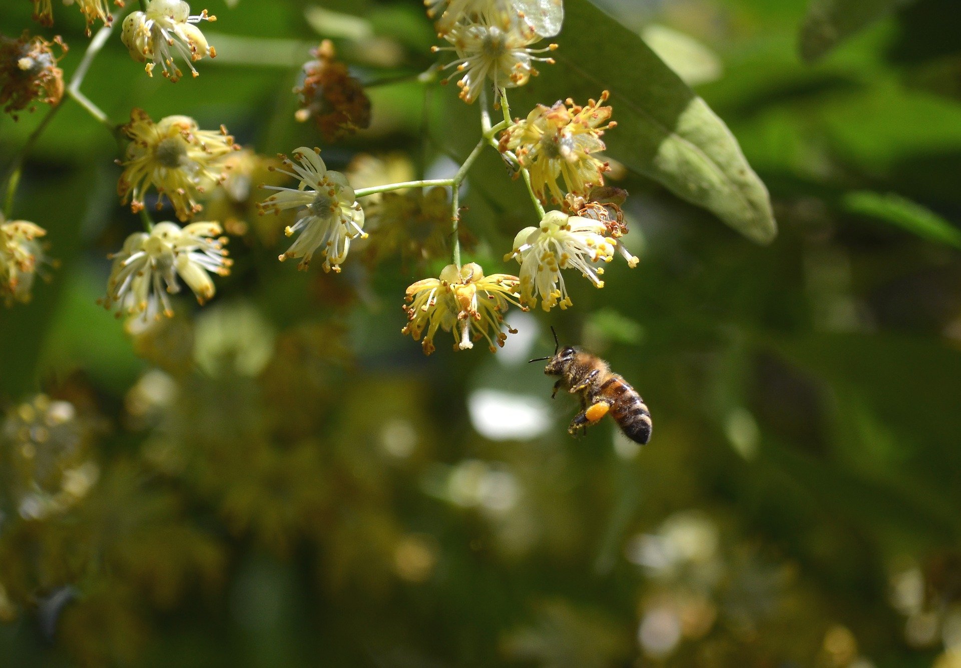 Пчелам Удмуртии угрожает липовая моль