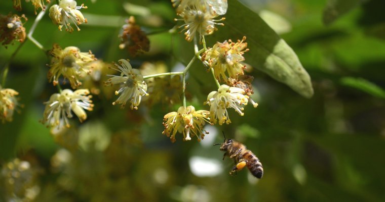 Пчелам Удмуртии угрожает липовая моль