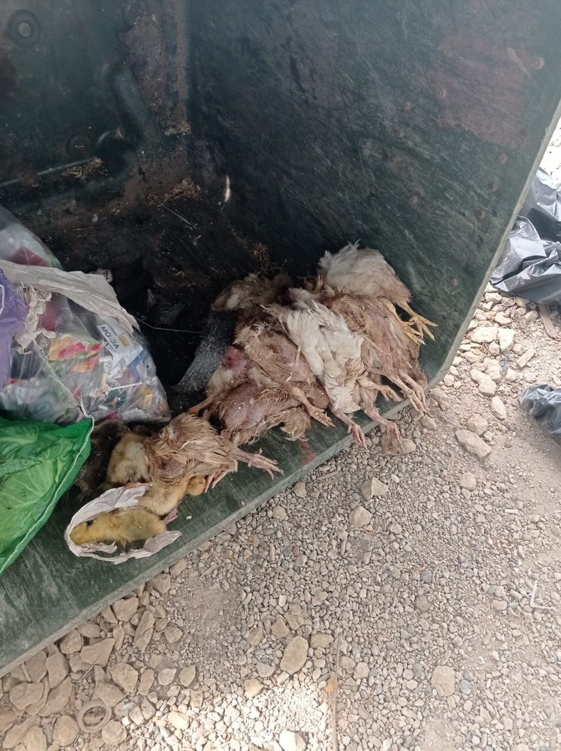 Высокопатогенный грипп птиц у выброшенных в мусорный бак тушек утят и куриц в Киясовском районе не подтвердился