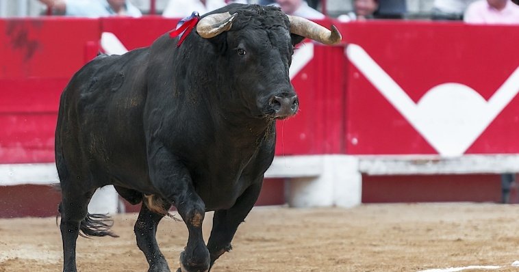 Разъяренный бык забодал человека во время традиционного праздника в Испании