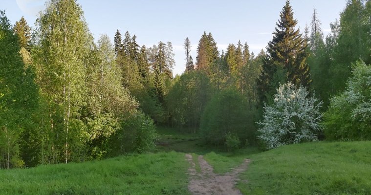 В Удмуртии сохраняются природные очаги хантавируса