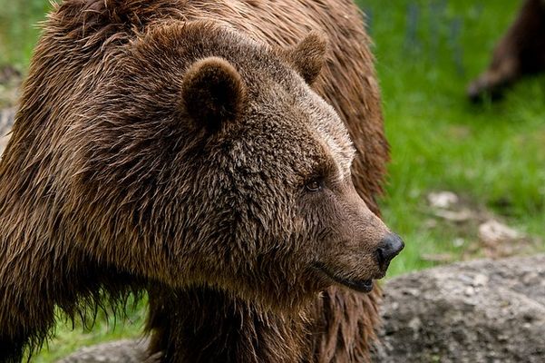 Вырвавшийся из клетки медведь растерзал жителя Пензенской области