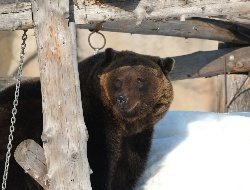 Главный синоптик зоопарка Удмуртии вышел из спячки