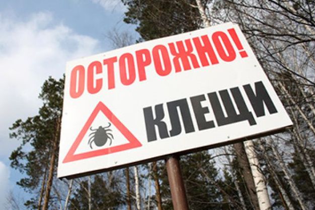 Экологи: в Ижевске клещей нет