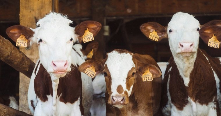 Весь крупный рогатый скот в Удмуртии привьют от узелкового дерматита