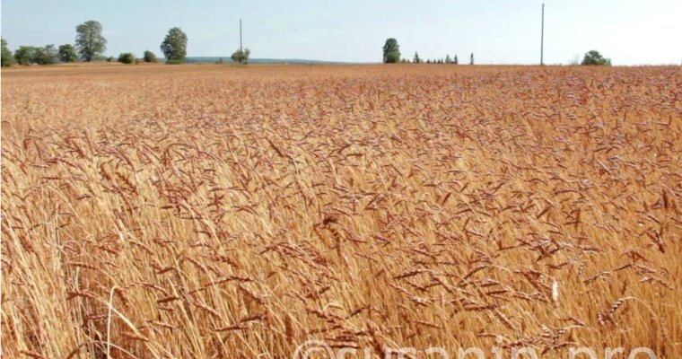 Аграрии Удмуртии впервые за 5 лет застраховали урожай 