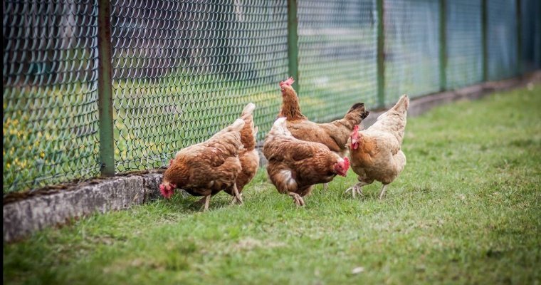 Более миллиарда яиц произвели на птицефабриках в Удмуртии за 2023 год