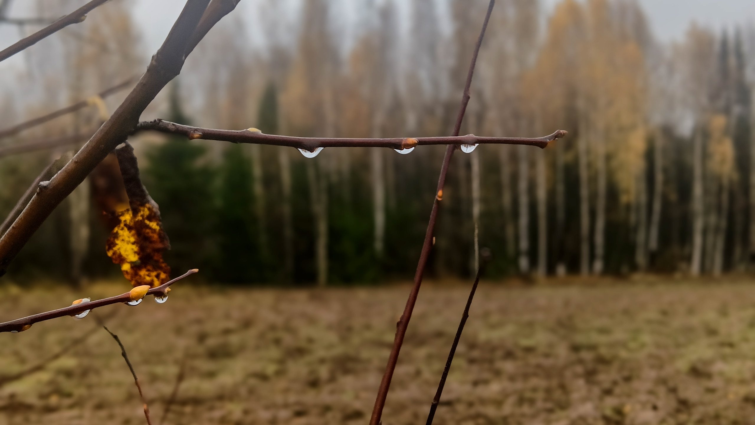 Первый раз за осень температура воздуха на всех метеостанциях Удмуртии оказалась отрицательной