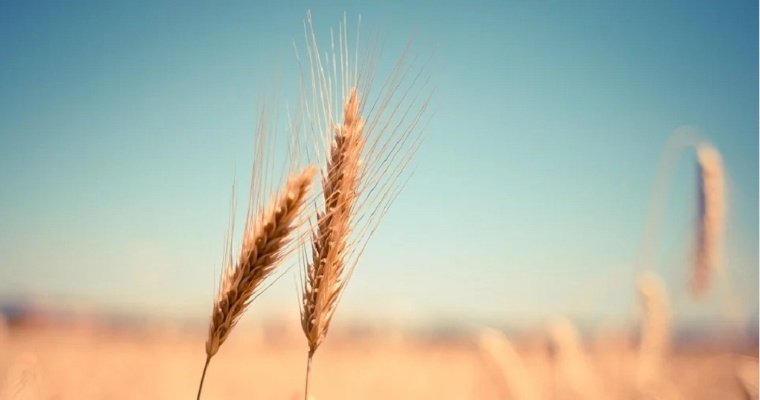 После выхода России из зерновой сделки в мире подорожала пшеница 