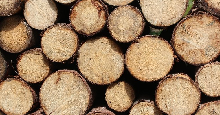 С начала 2023 года из Удмуртии в Китай отправили почти 15 тысяч кубометров лесопродукции из Березы