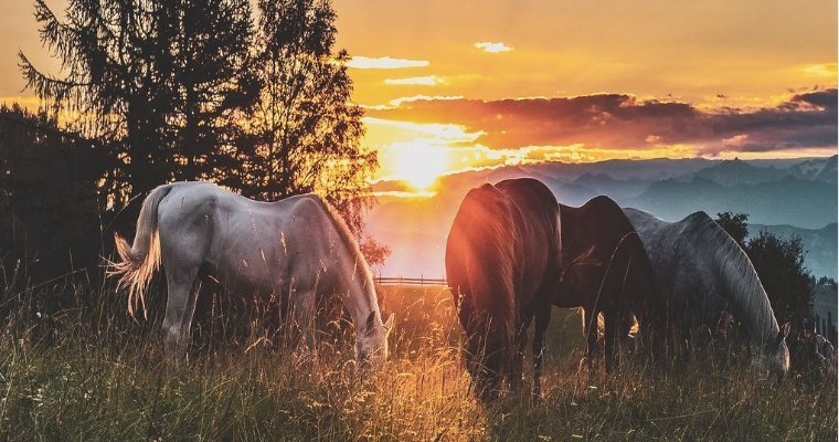 Легковушка в Оренбуржье насмерть сбила табун из 14 лошадей