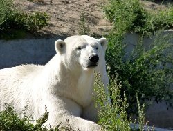 В Большеречье умерла медведица Забава, приехавшая из зоопарка Удмуртии