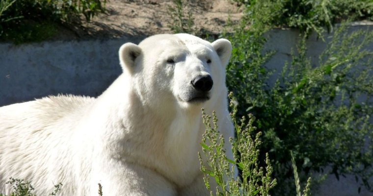 В Большеречье умерла медведица Забава, приехавшая из зоопарка Удмуртии