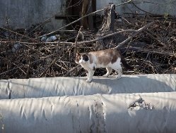 Итоги дня: опровержение информации о закрытии приюта «Кот и пёс» в Ижевске и квнщики из Удмуртии на «КиВиН-2025»