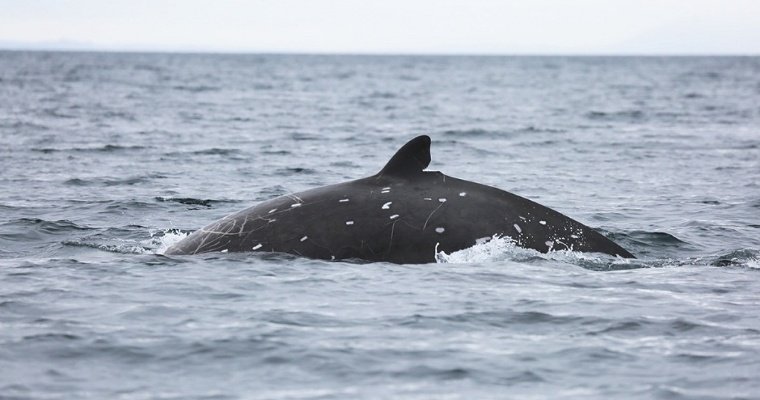 Российские биологи открыли новый вид китов возле Курильских островов 
