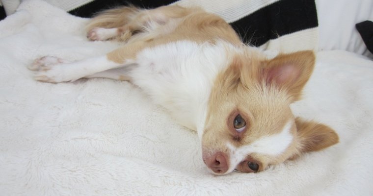 В США пес съел героин и выдал полиции хозяина-наркомана