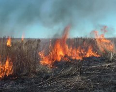МЧС Удмуртии: поджог травы на улице Берша попал на видео