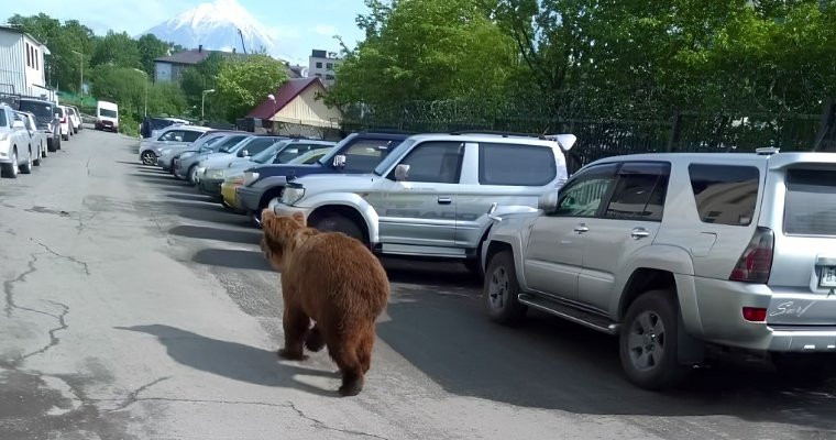 Сбежавшего из придорожного отеля медведя поймали в Саратовской области 