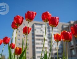 До +20 градусов прогреется воздух в Удмуртии 13 мая