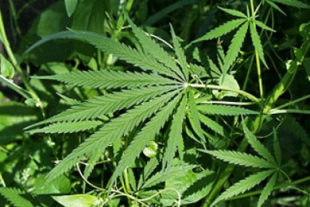 Полиция канады обнаружили плантацию марихуаны промышленная конопля россия