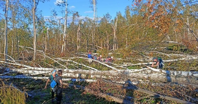 В Малопургинском и Завьяловском районах начался разбор поваленных шквалистым ветром деревьев