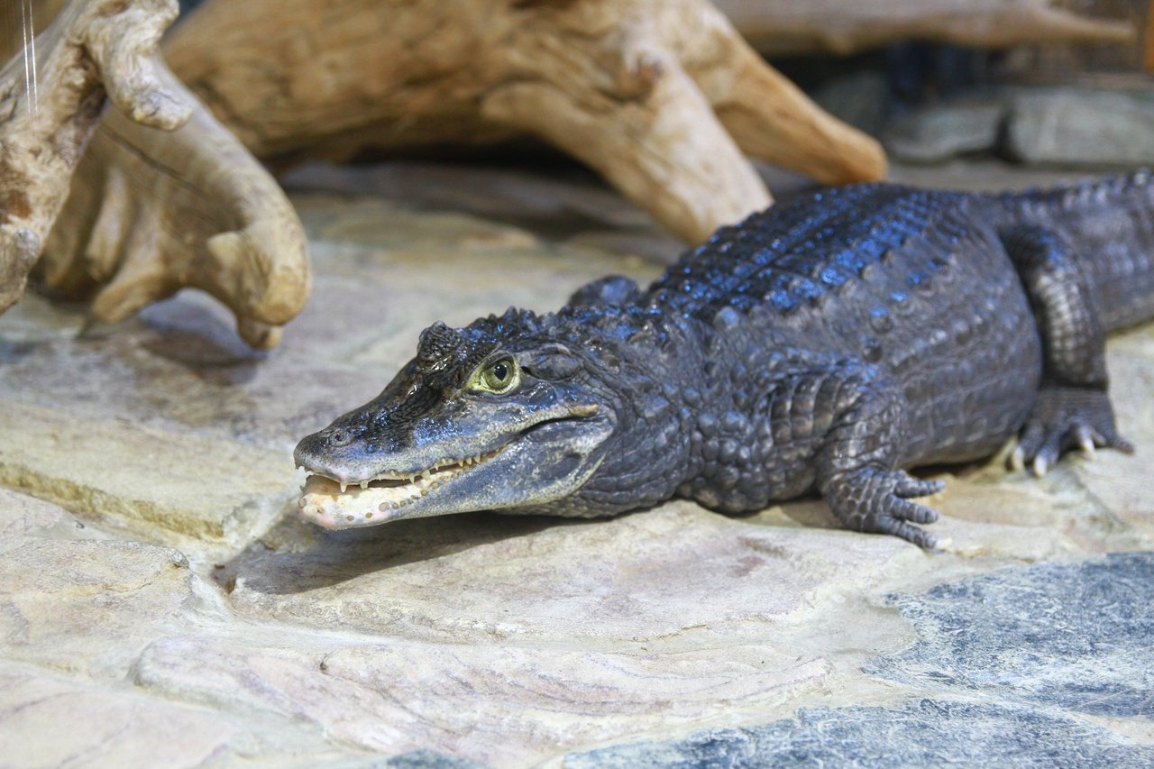 В День крокодила жители Удмуртии могут придумать имя самке каймана из зоопарка Ижевска