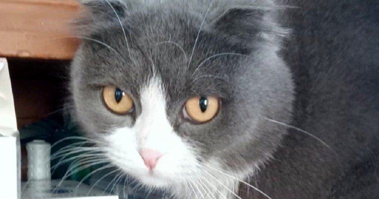 Кошка спасла девочку при пожаре в Челябинской области