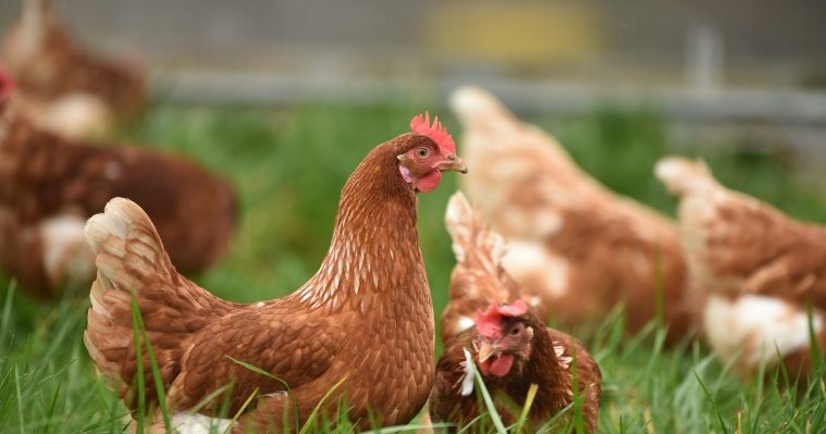 В Можгинском районе исключили птичий грипп, как причину падежа 30 пернатых 