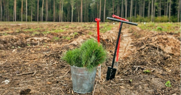 Во время лесокультурного сезона 2025 года в Удмуртии посадят свыше 22 миллионов сеянцев