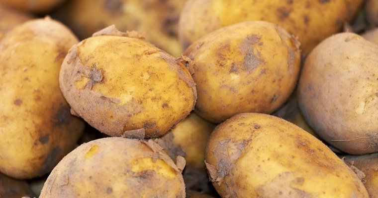 Селекционный центр картофелеводства могут создать Удмуртия и Белоруссия