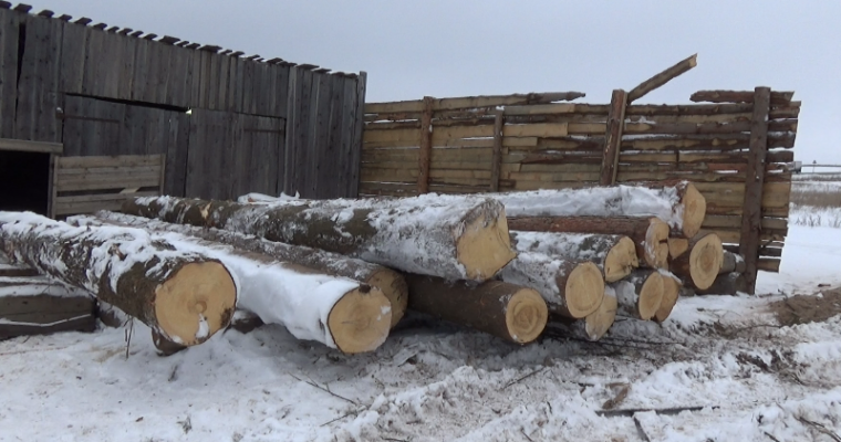 Ущерб от незаконной вырубки деревьев в Удмуртии составил 7 млн рублей