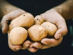 Удмуртстат пересчитал рост зарплаты жителей республики в картофеле