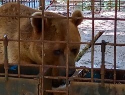 Зоозащитники в Удмуртии вступились за запертого в клетке медведя