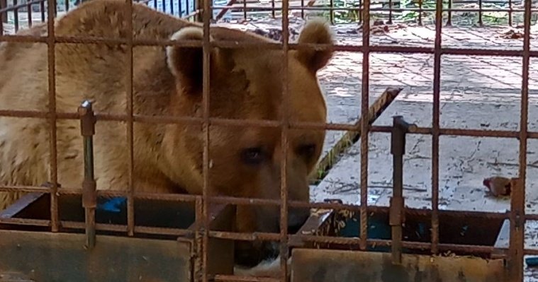 Зоозащитники в Удмуртии вступились за запертого в клетке медведя