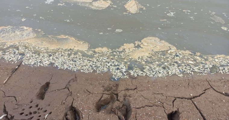 После массовой гибели рыбы в пруду на реке Вожой в Удмуртии возбудили уголовное дело