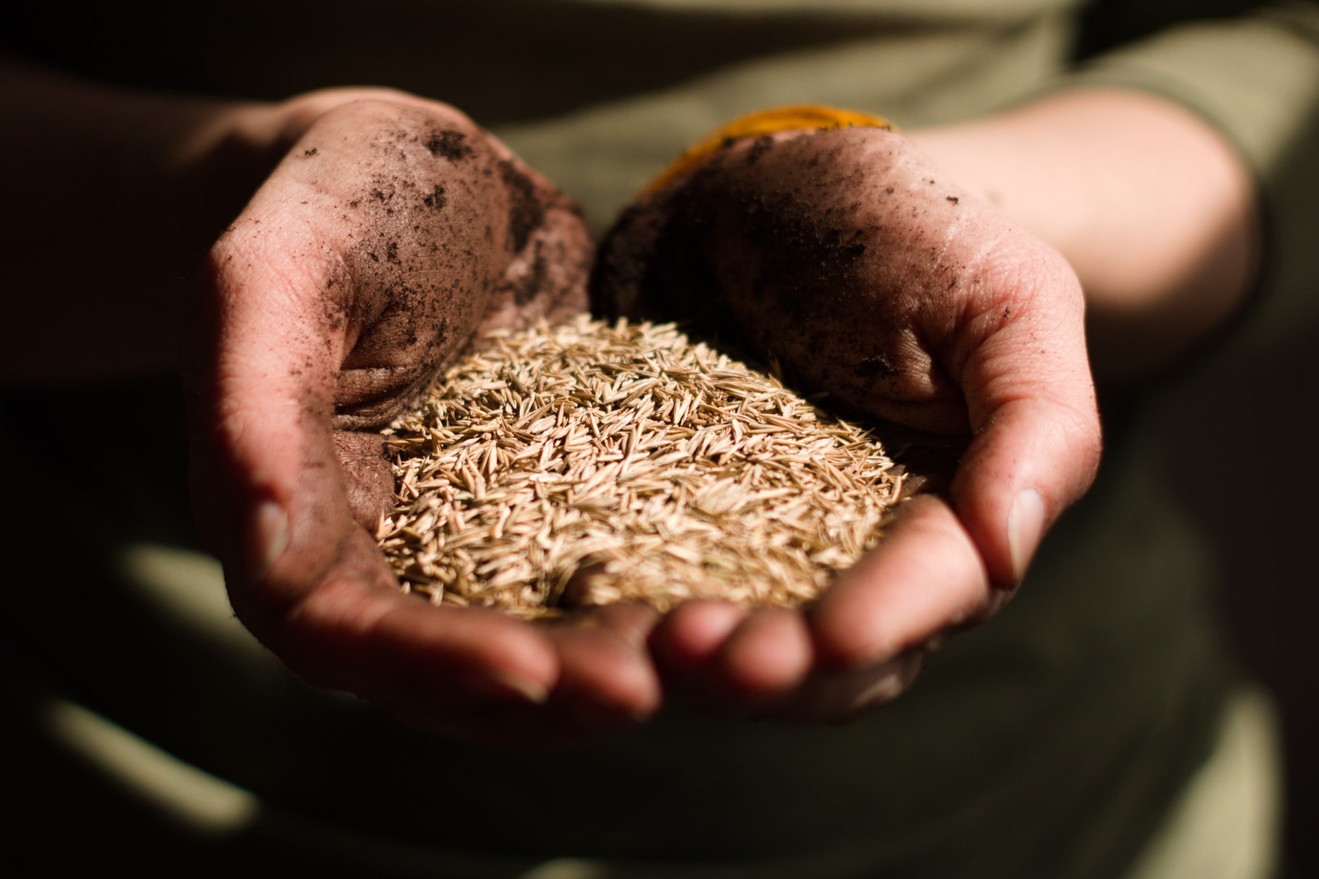

Меньше потребности: в Удмуртии за посевный сезон планируют собрать не более 450 тысяч тонн зерна

