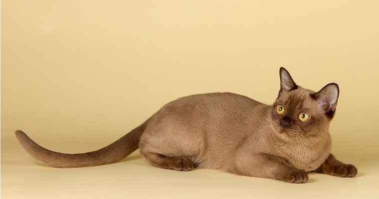 Британские учёные назвали самые долгоживущие породы кошек