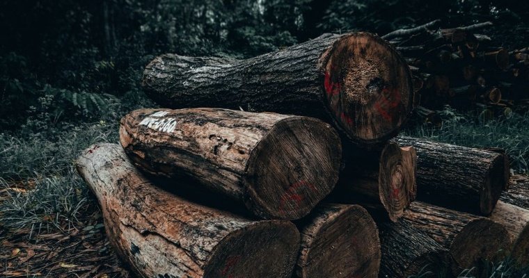 Трое жителей Удмуртии задержаны по подозрению в вырубке леса на 1,5 млн рублей