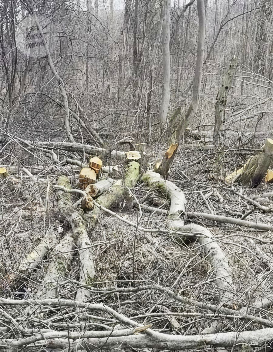 В Ижевске выявлена незаконная вырубка леса у горнолыжного комплекса «Чекерил»