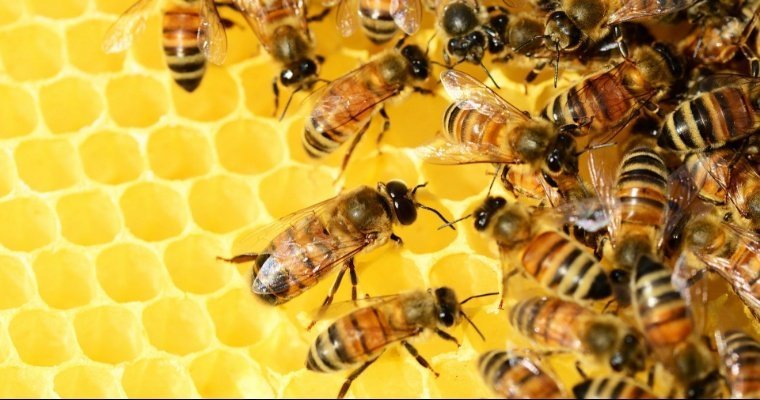 В Удмуртии объявили вторую заявочную кампанию на субсидии пострадавшим пчеловодам
