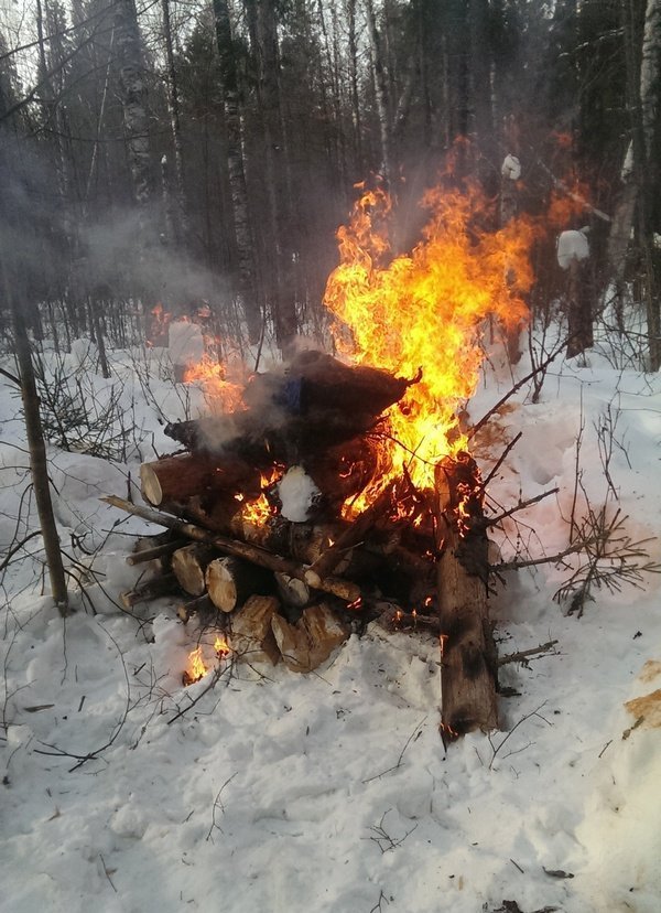 Трупы истощенных кабанов нашли в Воткинском районе Удмуртии