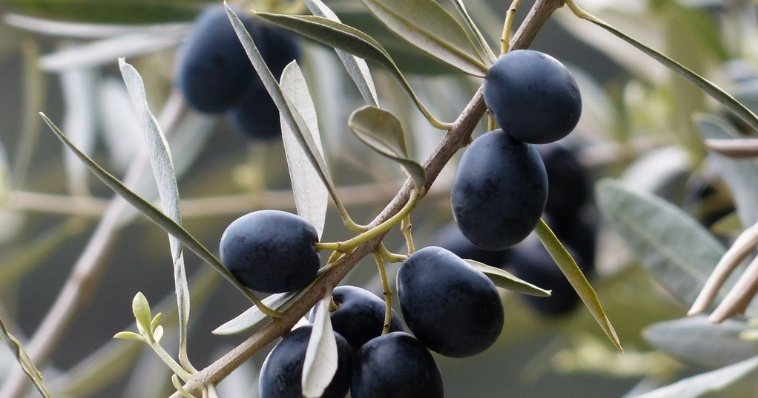 Турция решила придержать оливковое масло на фоне роста цен