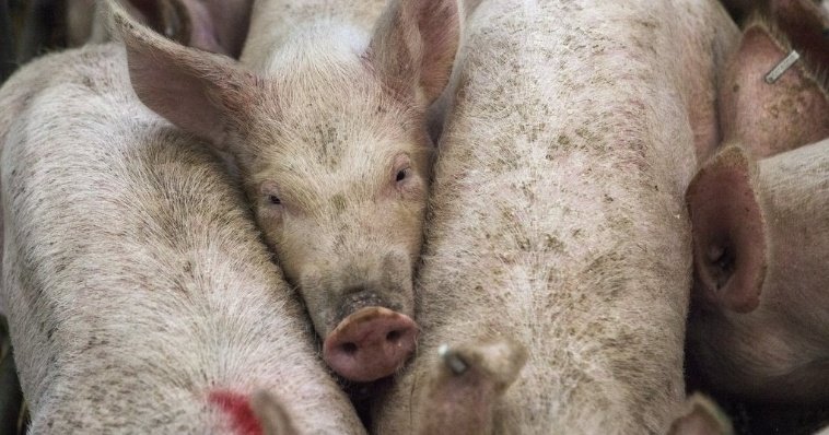Свободно пасущиеся свиньи стали угрозой для жителей села в Нижегородской области