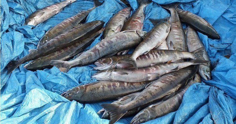 В Удмуртии обнаружили фантомную площадку по продаже океанической рыбы