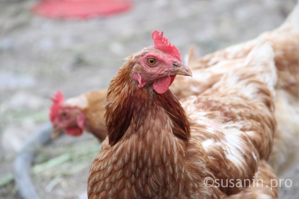 Россельхознадзор: перелетные птицы могут занести в Удмуртию грипп