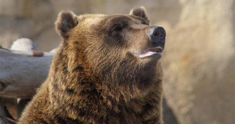 Медведи из зоопарка Ижевска до сих пор не спят и пока не планируют