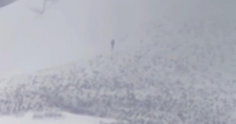 Трехметрового «снежного человека» засняли скалолазы в США